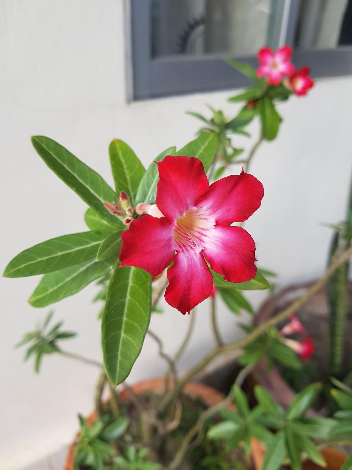 ปณต แมนชั่น (หลังห้างพาราไดซ์)