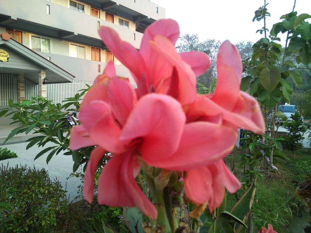 บ้านสวนขนุนนนท์ รูปที่ 9
