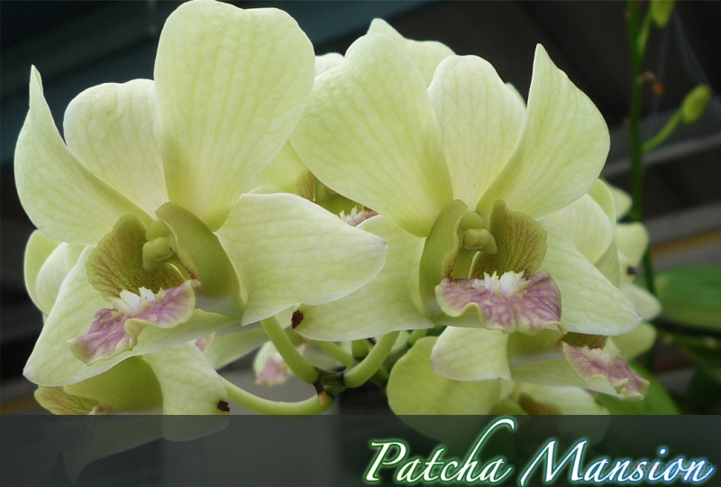 PatchaMansion (^_^) พัชชาแมนชั่น photo 8