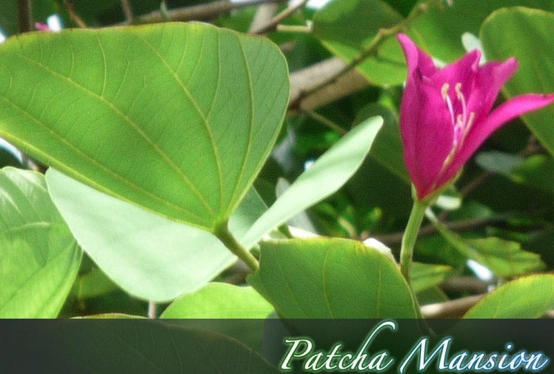 PatchaMansion (^_^) พัชชาแมนชั่น photo 12